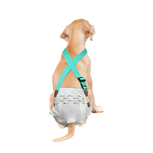 Paw Inspired Washable and Disposable Dog Diaper Suspenders, Aqua