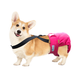 Paw Inspired Washable and Disposable Dog Diaper Suspenders
