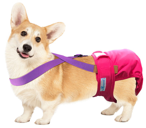 Paw Inspired Washable and Disposable Dog Diaper Suspenders, Purple