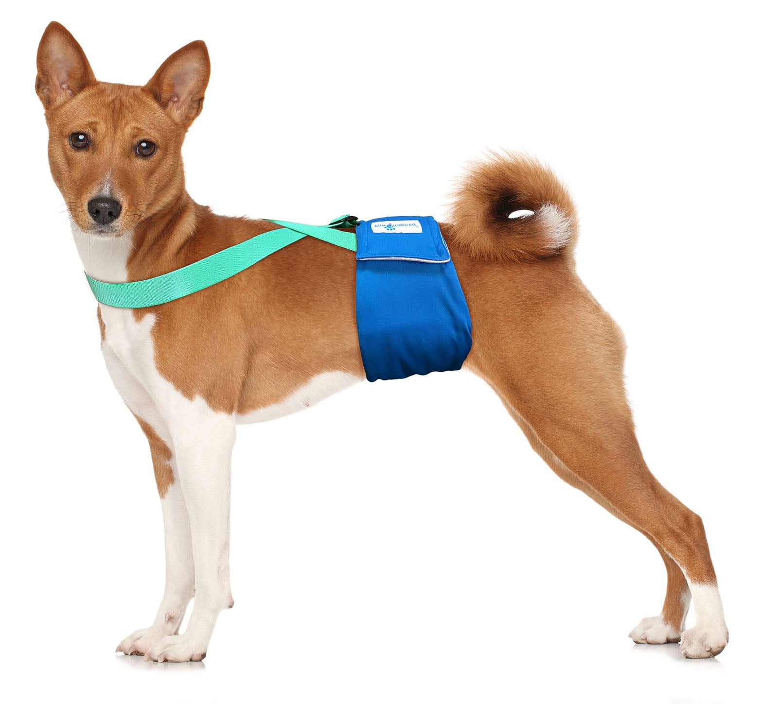 Paw Inspired Washable and Disposable Dog Diaper Suspenders, Aqua
